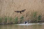 Marshes wildlife